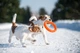 Кільце для апортування Collar PitchDog діаметр 30 см (4823089302454)A - зображення 10