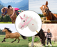 Koń na kiju Milly Mally Hobby White 6086 (5901761127324) - obraz 10