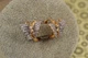 Серьги кольца Хuping Jewelry тропическая бабочка с родием 1,2 см золотистые - изображение 2