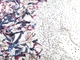 Ткань Масло лакр купон двустронний 27 см, бордо, пог. м. (м35/1, 15713, д25 цв1) - изображение 2