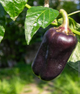 Перець солодкий "Чорний куб" ТМ "GL Seeds" 0,15 г. - изображение 1