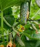 Огірок "Ніжинський" ТМ "GL Seeds" 1 г. - изображение 1