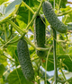 Огірок "Засолювальний-65" ТМ "GL Seeds" 1 г. - изображение 1