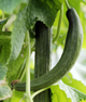 Огірок "Китайські змії" ТМ "GL Seeds" 0,5 г. - изображение 1