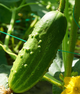 Огірок "Веселі метелики" ТМ "GL Seeds" 0,5 г - изображение 1