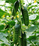 Огірок "Бджілка F1" ТМ "GL Seeds" 10 шт. - изображение 1