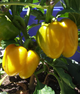 Перець солодкий "Зірка сходу жовта" ТМ "GL Seeds" 0,25 г. - изображение 1