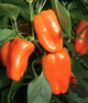 Перець солодкий "Альба" ТМ "GL Seeds" 0,25 г. - изображение 1