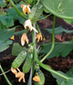 Огірок "Еколь F1" ТМ "GL Seeds" 10 шт. - изображение 1