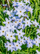 Іфейон Wisley Blue (5 шт. в упаковці) - изображение 2