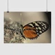 Постер Метелик Heliconius hecale на камені, A1 60×90 см (id4585) - зображення 1