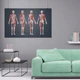 Постер Скелет и мышцы человека, A3 26×42 см (id5980) - изображение 7