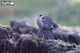 Model 3D do składania Eugy Zoo Wilk (9421035150385) - obraz 5