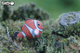 Model 3D do składania Eugy Zoo Ryba - błazenek (9421035150354) - obraz 7