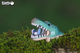 Model 3D do składania Eugy Zoo Krokodyl (9421035150279) - obraz 6