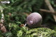 Model 3D do składania Eugy Zoo Kiwi (9421035150002) - obraz 10