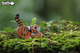 Model 3D do składania Eugy Zoo Tygrys (9421035150118) - obraz 10
