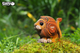 Model 3D do składania Eugy Zoo Lew (9421035150637) - obraz 7