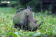 Model 3D do składania Eugy Zoo Nosorożec (9421035150750) - obraz 5