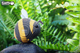 Model 3D do składania Eugy Zoo Trzmiel (9421035150767) - obraz 9