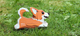 Model 3D do składania Eugy Zoo Welsh Corgi (9421035150828) - obraz 10
