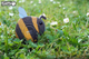 Model 3D do składania Eugy Zoo Trzmiel (9421035150767) - obraz 13