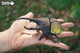 Model 3D do składania Eugy Zoo Żuk herkules (9421036940336) - obraz 10