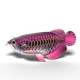 Model 3D do składania Eugy Zoo Azjatycka arowana (9421036940398) - obraz 3
