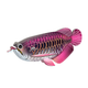 Model 3D do składania Eugy Zoo Azjatycka arowana (9421036940398) - obraz 6