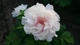 LULULUN Face Mask Shimane Peony омолоджуюча маска з коіксом та півонією, 7 шт - зображення 3