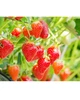 LULULUN Face Mask Tochigi Strawberry інтенсивно зволожуюча маска з полуницею, 7 шт - зображення 3