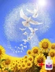 Алмазная мозаика на подрамнике ColorArt 30х40см Голуби мира STP483 + Подарок лак для покрытия - изображение 1