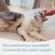 Силиконовая Щетка-массажер для мурлыкающего массажа Домашних Животных Scalp Massager Red Light Relax Head & Body White - изображение 3