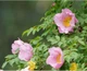 Увлажняющая маска с экстрактом розы LuLuLun Face Mask Hakone Rose 7 шт х 4 уп (4582305066302) - изображение 6