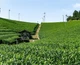 Тонизирующая маска с экстрактом зеленого чая LuLuLun Face Mask Kyoto Green Tea 7 шт х 5 уп (4582305065862) - изображение 6