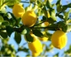 Осветляющая маска с экстрактом лимона LuLuLun Face Mask Setouchi Lemon 7 шт х 5 уп (4580794011711) - изображение 6