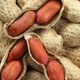Насіння арахісу Валенсія Українська GL Seeds 25 шт - зображення 1