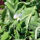 Горох Джокер цукровий GL Seeds 50 г - изображение 3