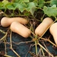 Насіння гарбуза Арахісове масло Seedera 20 г - зображення 4