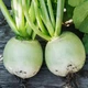 Семена редьки Маргеланская Gl Seeds 2 г - изображение 3