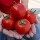 Семена томатов Асвон F1 Kitano Seeds 10 шт - изображение 1