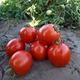 Семена томатов Асвон F1 Kitano Seeds 10 шт - изображение 4