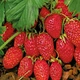 Насіння суниці садової Барон Солемахер GL Seeds 0,1 г - зображення 1
