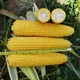 Насіння кукурудзи Добриня F1 Lark Seeds 20 шт - зображення 1