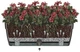 Горшок для цветов Santino Asti Window Box 12 л 50 х 17 х 20 см Антрацит-Белый (2021519) - изображение 3