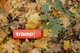 Термос Tramp Soft Touch 1 л Оранжевый (UTRC-109, orange) - изображение 4