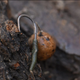 Гачок BKK Tournament Carp Wide Gape №2(10шт)NEW (201582) 5524012 - изображение 4