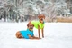 Куртка Airy Vest M 50 жилет салатово-голубой одежда для собак - изображение 4
