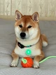 RGB ліхтарик WAUDOG LED DOG LIGHT для собак та котів - зображення 14
