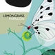 Компакт диск Rok Music Lemongrass Papillon CD 4690474005547 - изображение 1
